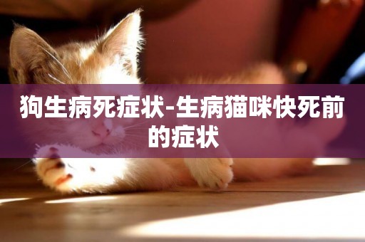 狗生病死癥狀-生病貓咪快死前的癥狀