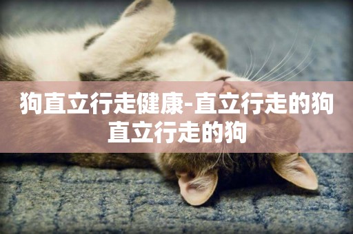 狗直立行走健康-直立行走的狗直立行走的狗