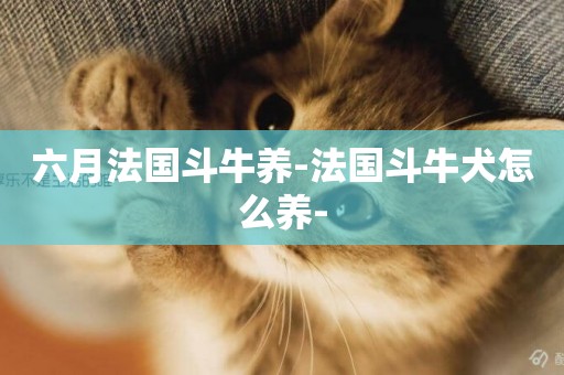 六月法國斗牛養-法國斗牛犬怎么養-