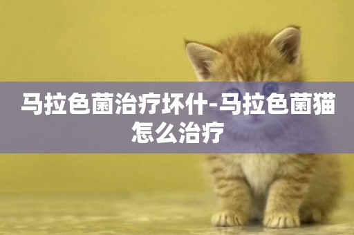 馬拉色菌治療壞什-馬拉色菌貓怎么治療