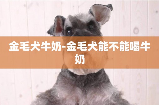 金毛犬牛奶-金毛犬能不能喝牛奶