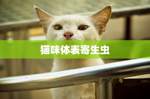 貓咪體表寄生蟲