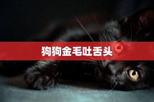 狗狗金毛吐舌頭