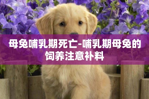 母兔哺乳期死亡-哺乳期母兔的飼養注意補料