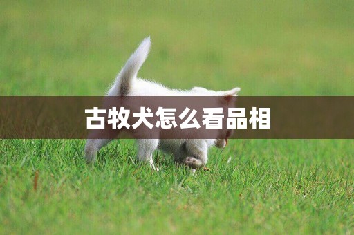 古牧犬怎么看品相