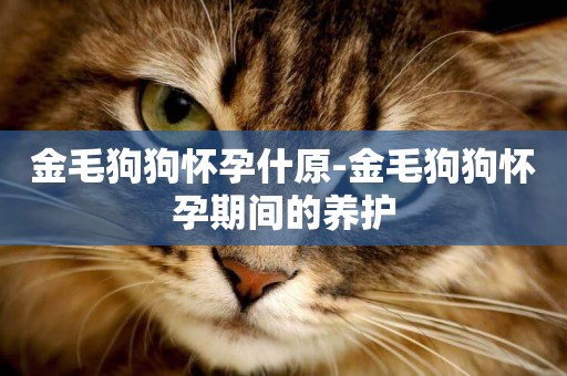 金毛狗狗懷孕什原-金毛狗狗懷孕期間的養護