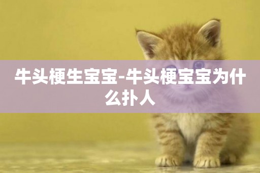 牛頭梗生寶寶-牛頭梗寶寶為什么撲人