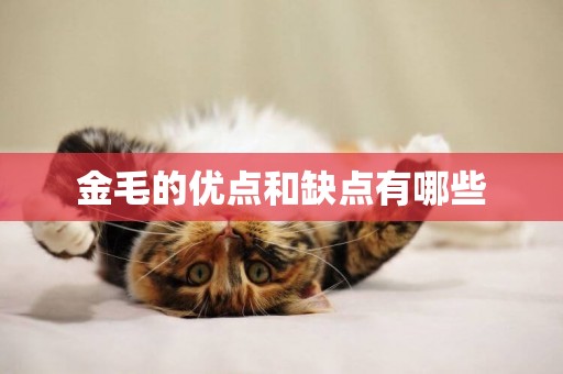 金毛的優點和缺點有哪些