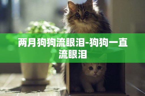 兩月狗狗流眼淚-狗狗一直流眼淚