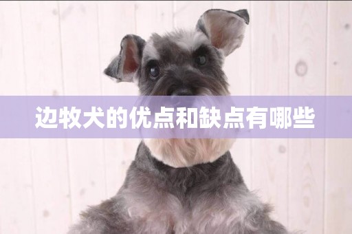 邊牧犬的優點和缺點有哪些
