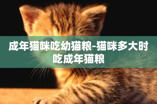 成年貓咪吃幼貓糧-貓咪多大時吃成年貓糧