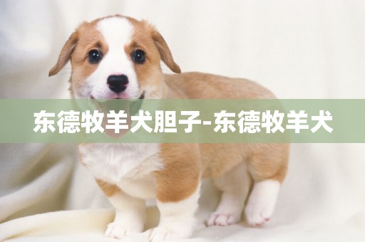 東德牧羊犬膽子-東德牧羊犬