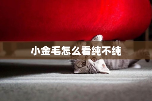 小金毛怎么看純不純