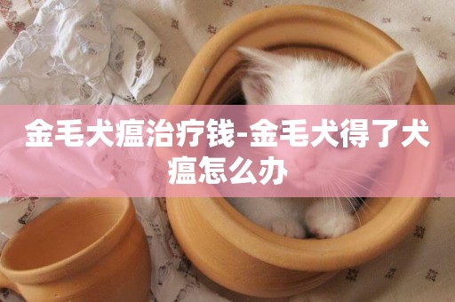金毛犬瘟治療錢-金毛犬得了犬瘟怎么辦
