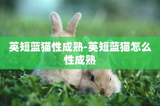 英短藍貓性成熟-英短藍貓怎么性成熟