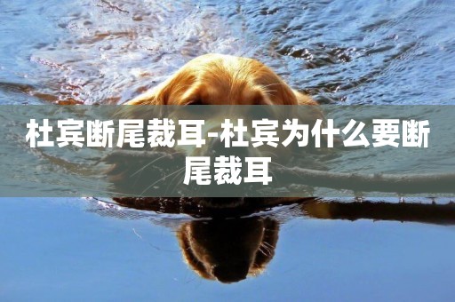 杜賓斷尾裁耳-杜賓為什么要斷尾裁耳
