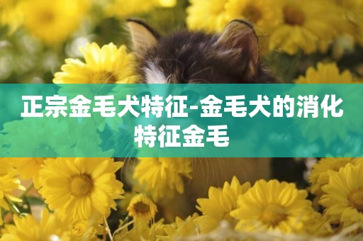 正宗金毛犬特征-金毛犬的消化特征金毛