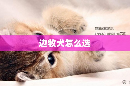 邊牧犬怎么選