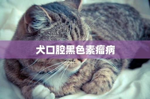 犬口腔黑色素瘤病