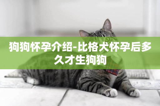 狗狗懷孕介紹-比格犬懷孕后多久才生狗狗