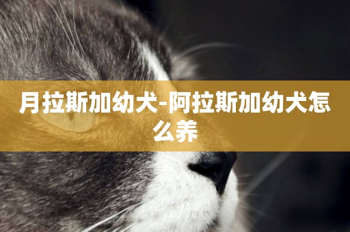 月拉斯加幼犬-阿拉斯加幼犬怎么養