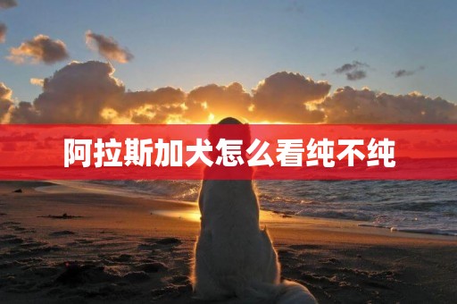 阿拉斯加犬怎么看純不純