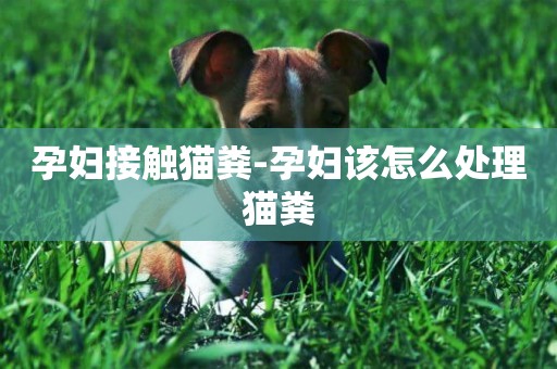 孕婦接觸貓糞-孕婦該怎么處理貓糞