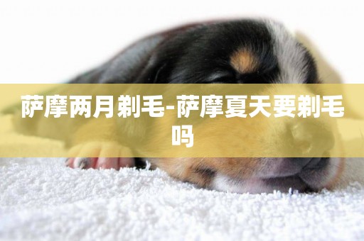 薩摩兩月剃毛-薩摩夏天要剃毛嗎