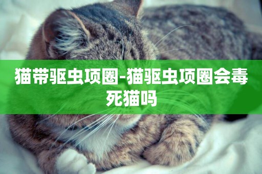 貓帶驅蟲項圈-貓驅蟲項圈會毒死貓嗎