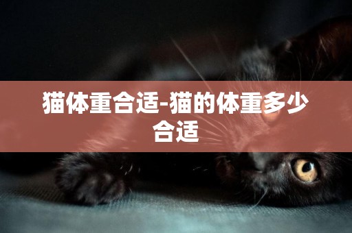 貓體重合適-貓的體重多少合適