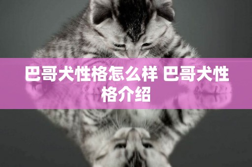 巴哥犬性格怎么樣 巴哥犬性格介紹