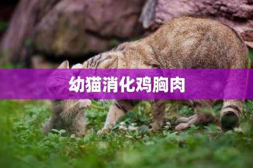 幼貓消化雞胸肉