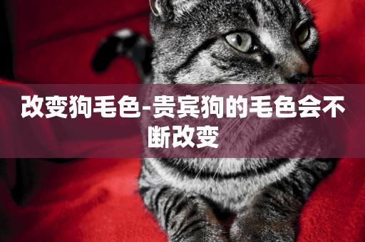 改變狗毛色-貴賓狗的毛色會不斷改變