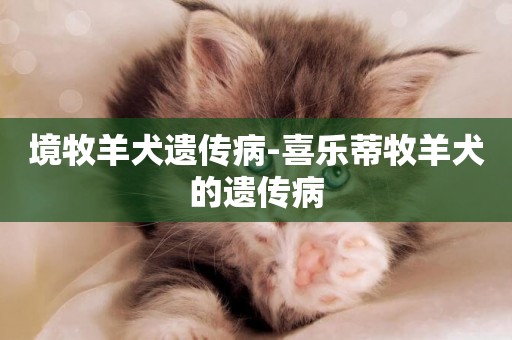 境牧羊犬遺傳病-喜樂蒂牧羊犬的遺傳病