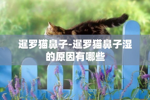 暹羅貓鼻子-暹羅貓鼻子濕的原因有哪些