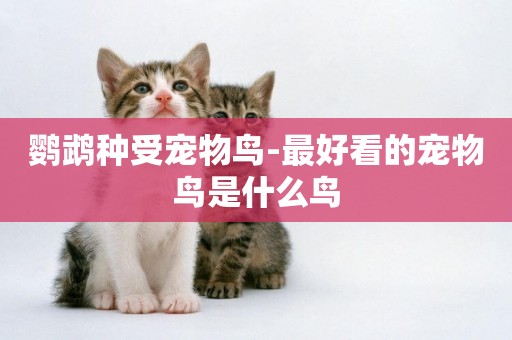 鸚鵡種受寵物鳥-最好看的寵物鳥是什么鳥