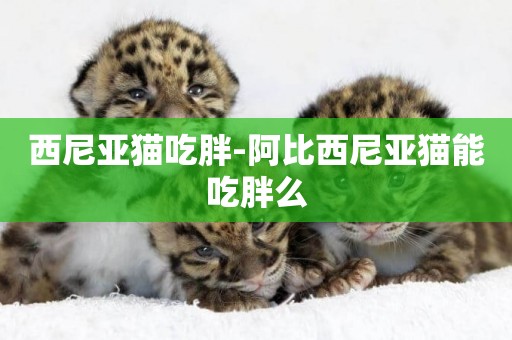西尼亞貓吃胖-阿比西尼亞貓能吃胖么