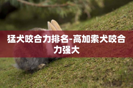 猛犬咬合力排名-高加索犬咬合力強大