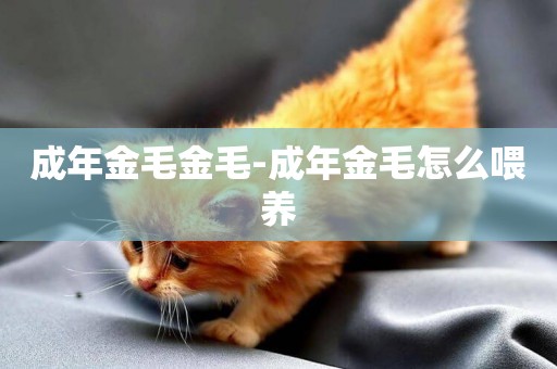 成年金毛金毛-成年金毛怎么喂養