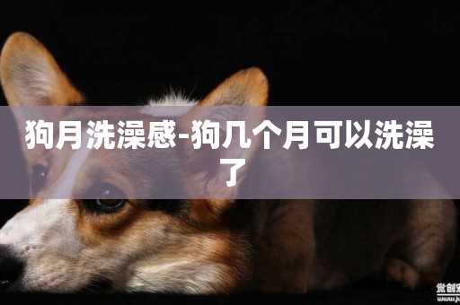 狗月洗澡感-狗幾個月可以洗澡了