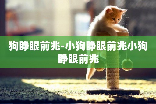 狗睜眼前兆-小狗睜眼前兆小狗睜眼前兆