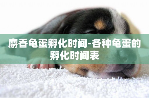 麝香龜蛋孵化時間-各種龜蛋的孵化時間表