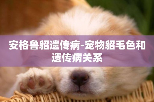 安格魯貂遺傳病-寵物貂毛色和遺傳病關系