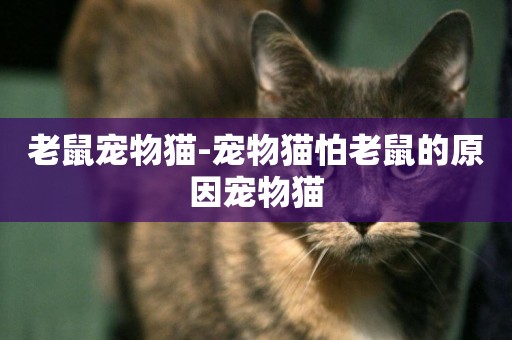 老鼠寵物貓-寵物貓怕老鼠的原因寵物貓