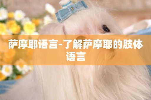 薩摩耶語言-了解薩摩耶的肢體語言