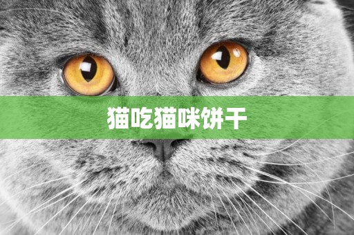 貓吃貓咪餅干