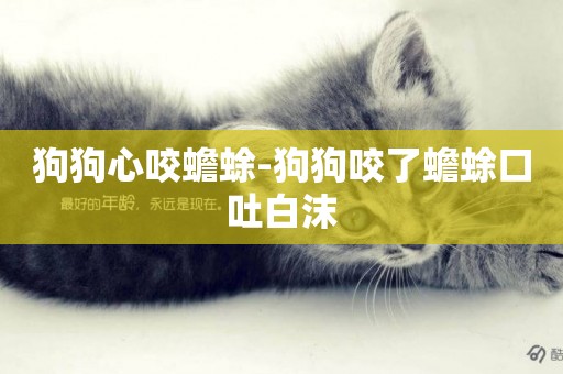 狗狗心咬蟾蜍-狗狗咬了蟾蜍口吐白沫