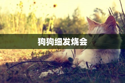 狗狗細發燒會
