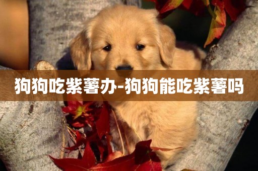 狗狗吃紫薯辦-狗狗能吃紫薯嗎