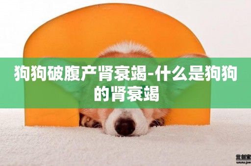 狗狗破腹產腎衰竭-什么是狗狗的腎衰竭
